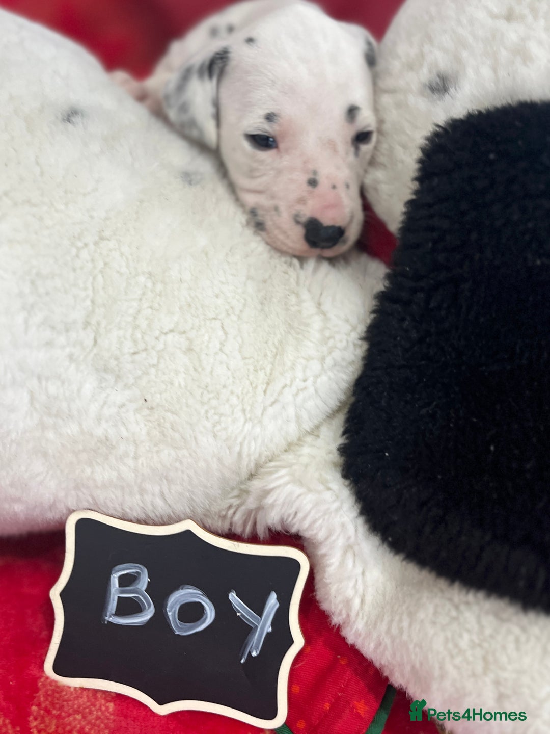 Dalmatian dogs for sale: Top quality Dalmatian puppies 5* homes  - Advert 26