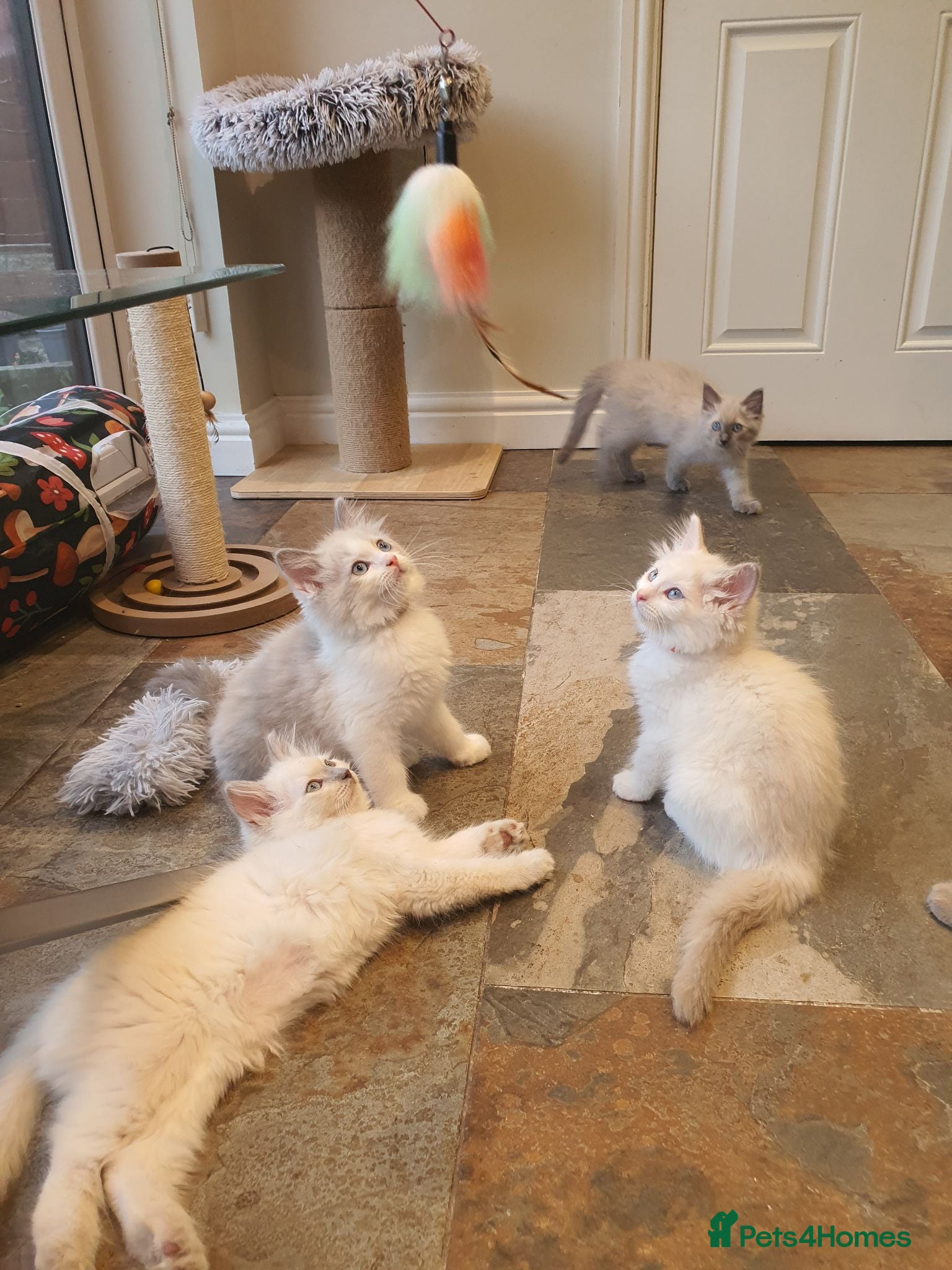 Ragdoll cats 💖9 Weeks Old💖Beautiful GCCF Ragdoll Kittens. - Advert 2