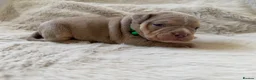 American Bully dogs for sale: 🐾Exceptional ABKC Lilac Tri Pocket Bully Puppies - Advert 17