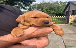 Labrador Retriever dogs for sale: STUNNING LITTER OF DARK FOX RED LABRADOR PUPPIES - Image 19
