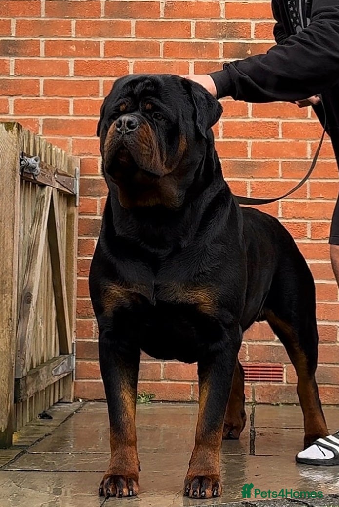 Rottweiler dogs 🩷BIG VIN GIRLS AVAILABLE🩷 - Advert 3