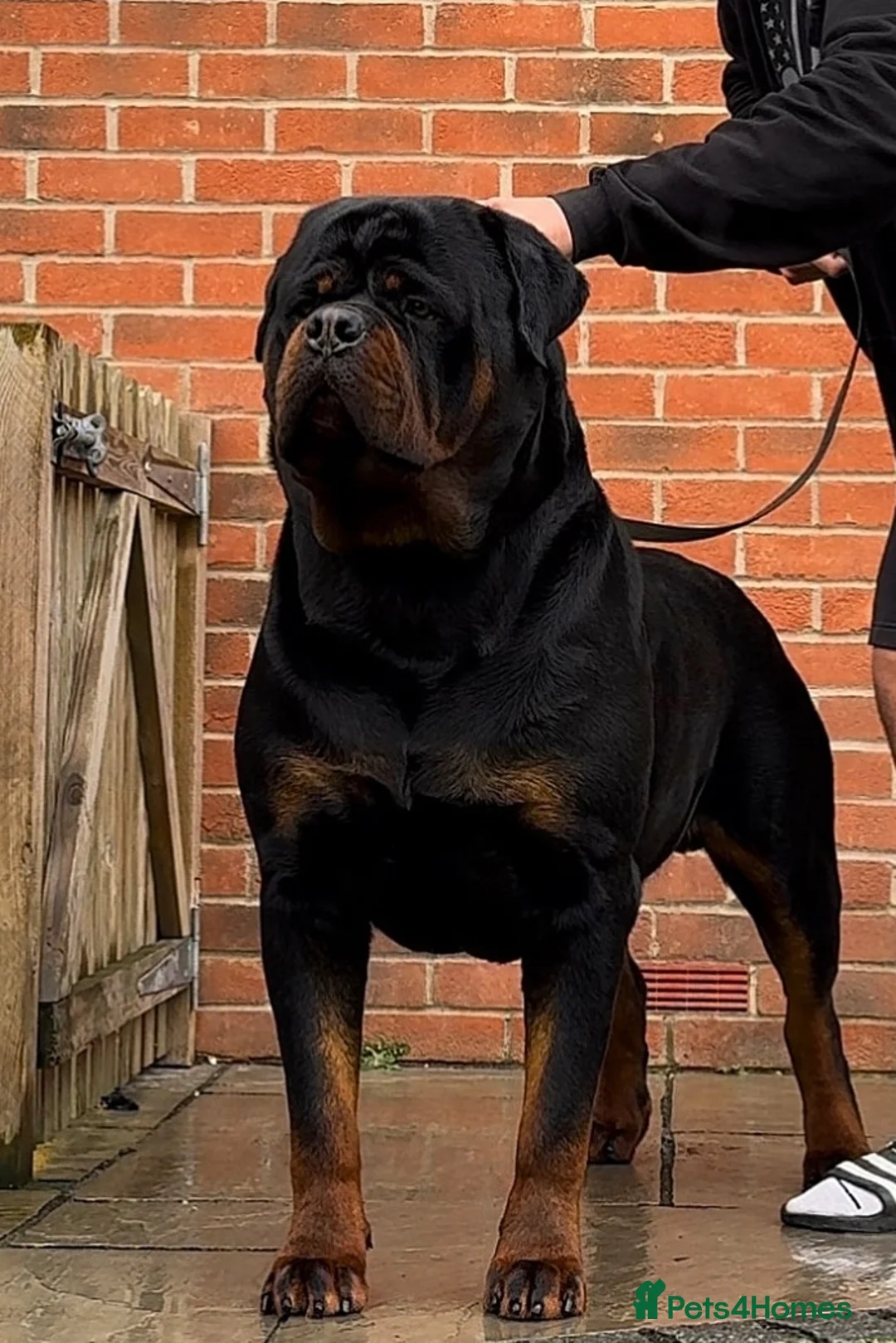 Rottweiler dogs for sale: 🩷BIG VIN GIRLS AVAILABLE🩷 - Advert 18