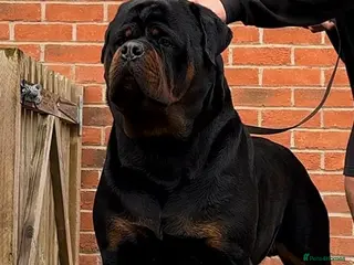 Rottweiler dogs 🩷BIG VIN GIRLS AVAILABLE🩷 - Advert 3