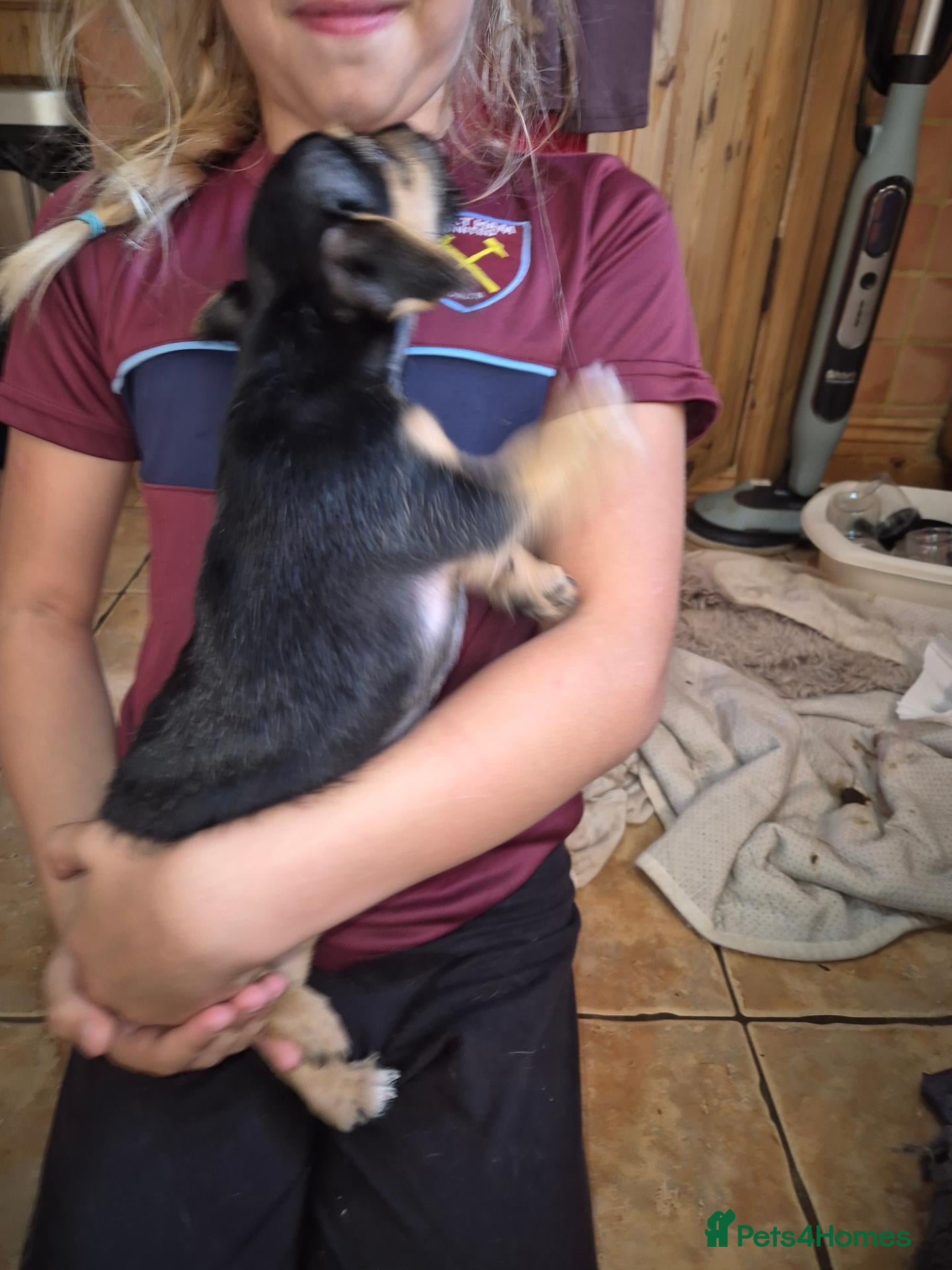 Jackshund dogs Jack Russell x dauchand call  **  - Advert 2