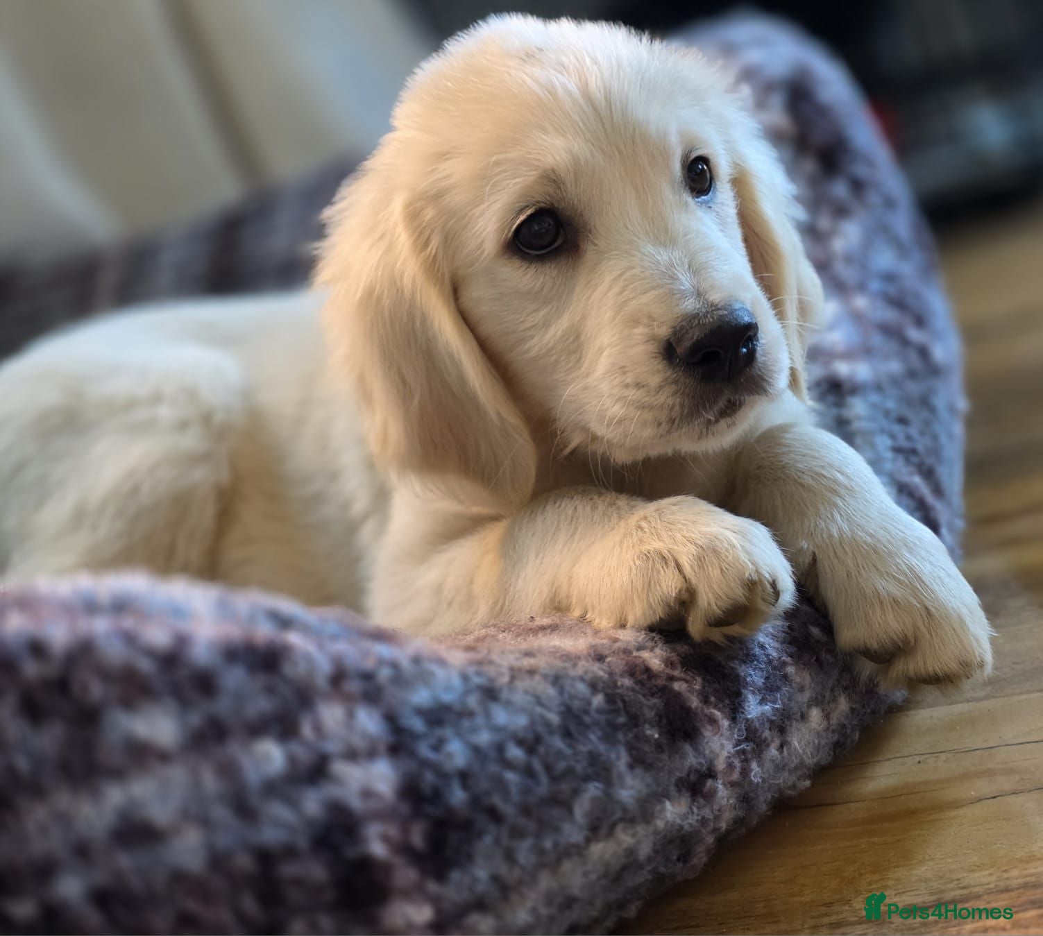Golden Retriever dogs Stunning KC registered cream golden retrievers - Advert 4
