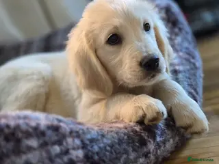 Golden Retriever dogs Stunning KC registered cream golden retrievers - Advert 4