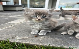 Maine Coon cats for sale: Maine Coon X  - Image 13