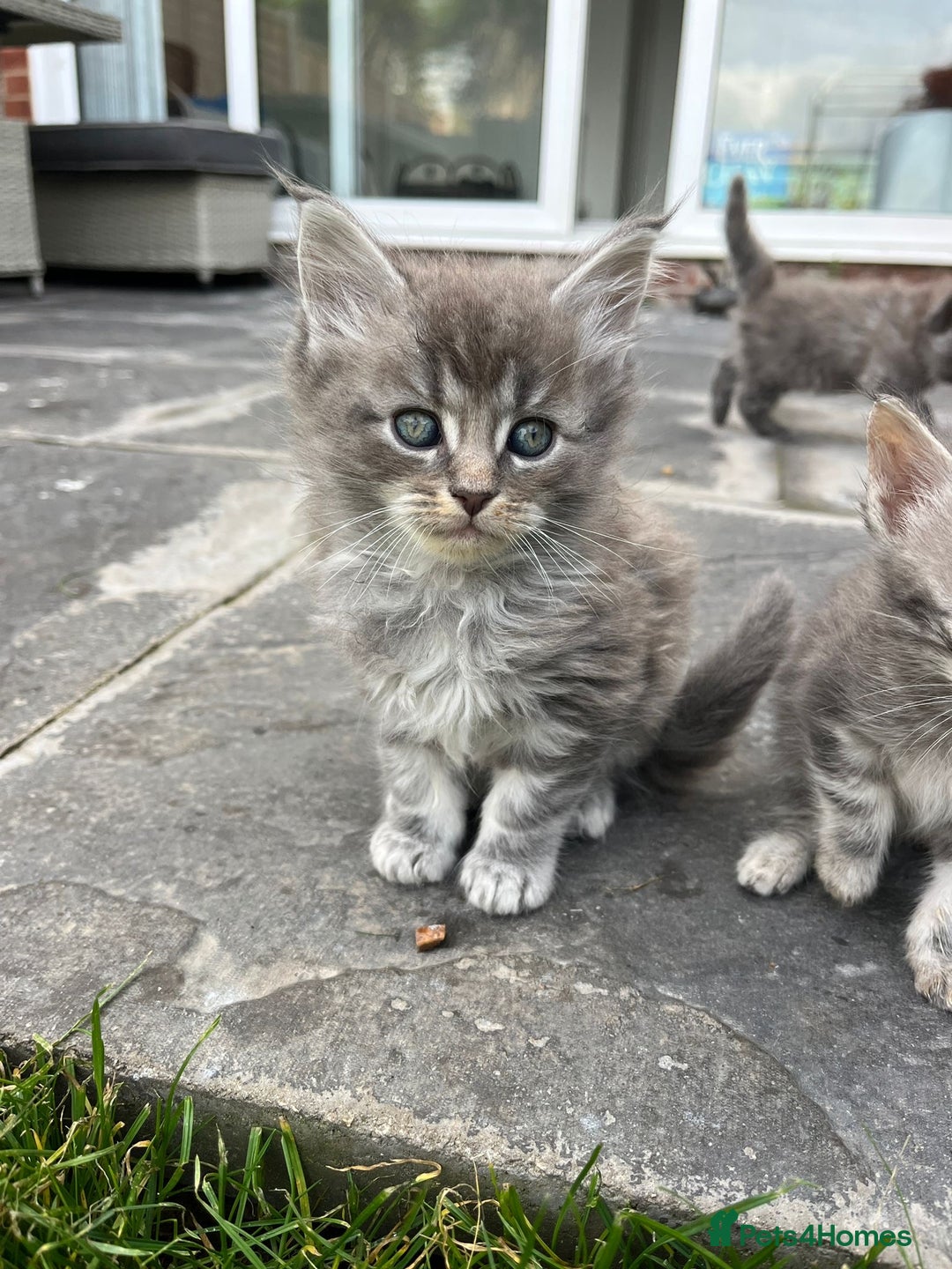 Maine Coon cats for sale: Maine Coon X  - Image 13