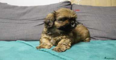 Shih Tzu dogs - Advert 9