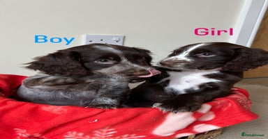 Cocker Spaniel dogs - Advert 14