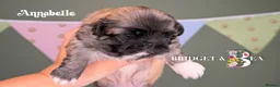 Pekingese dogs for sale: Fawn girl & boy kc reg licensed breeder - Advert 13