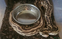 Python Snake reptiles for sale: Adult Female Royal Pyrhons - Image 2