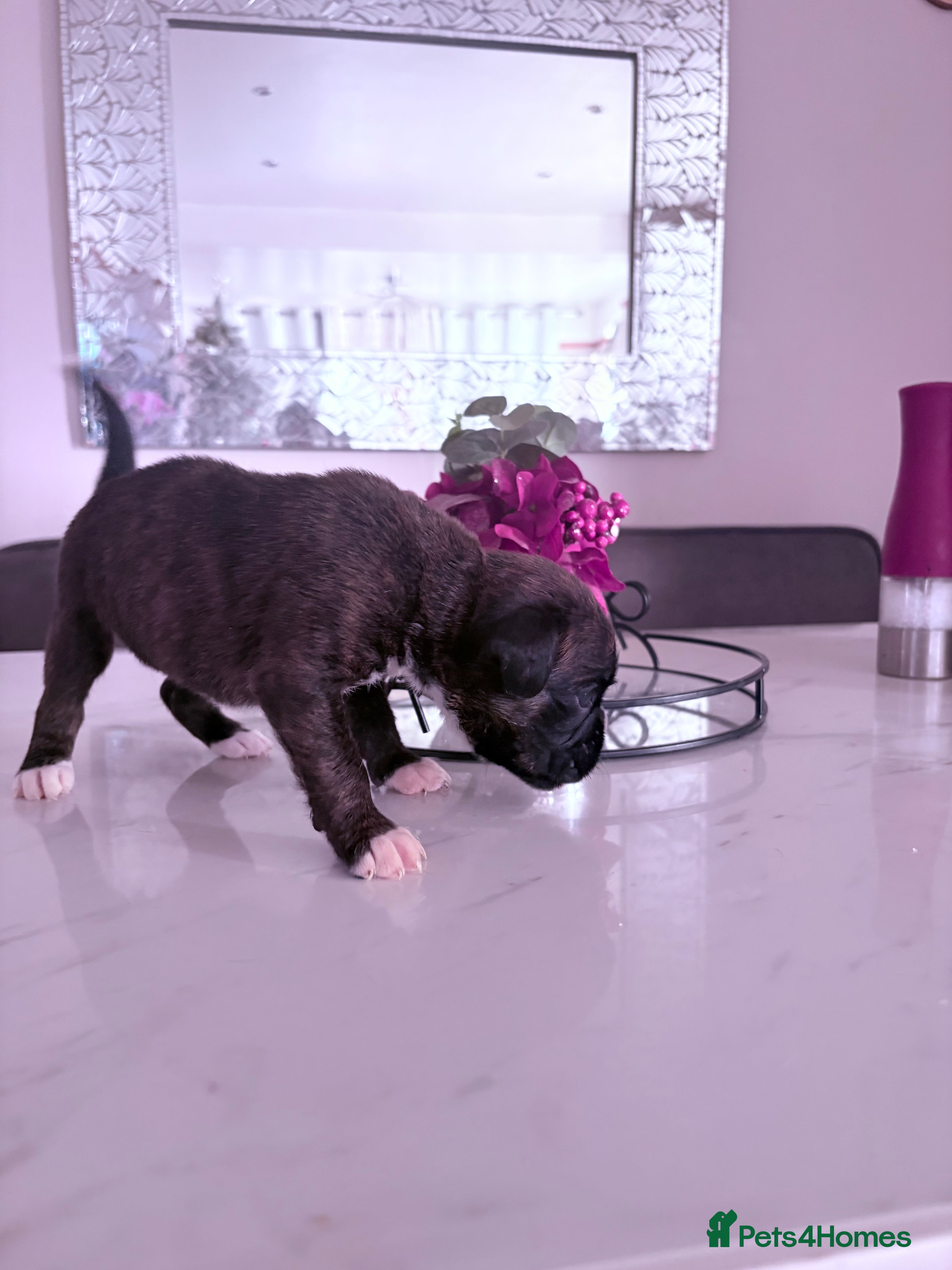 Boxer dogs KC registered boxer puppies  - Advert 1