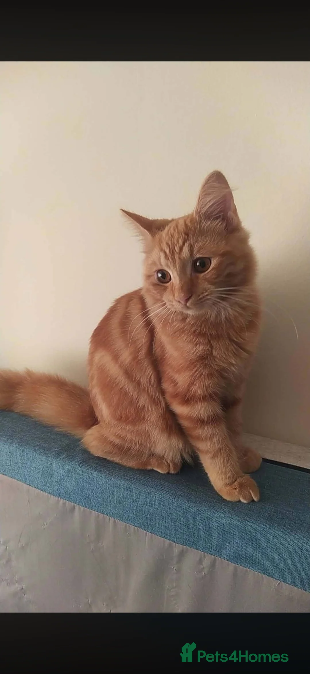 Ocicat cats for sale: Looking for stud  - Advert 1