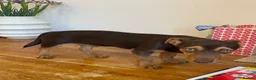 Jack Russell dogs for sale: Beautiful Jack Russell in Chocolate and Silver - Advert 26