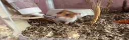 Hamster rodents for sale: Peach no setup included  - Advert 2