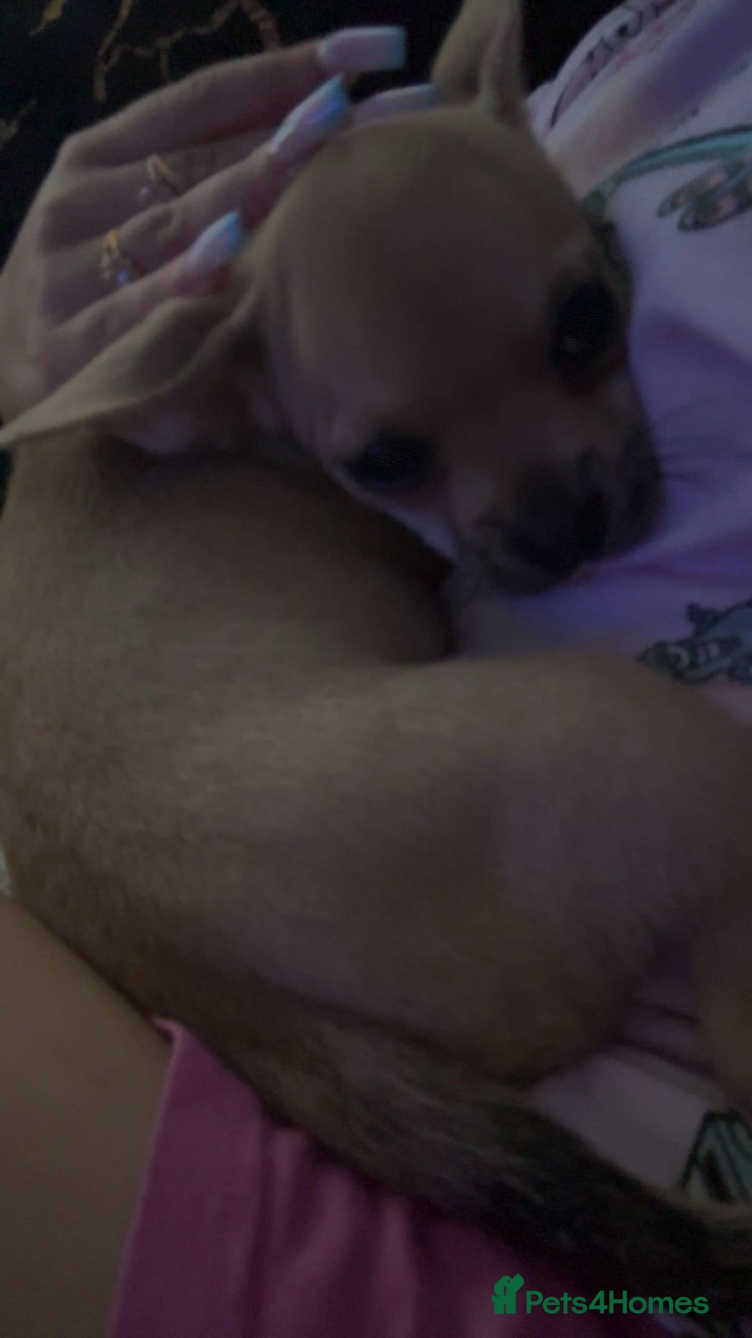 Mixed Breed dogs for sale: French bulldog x chihuahua  - Image 2