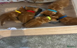 Mixed Breed cats for sale: Mixed breed Boys - Image 1