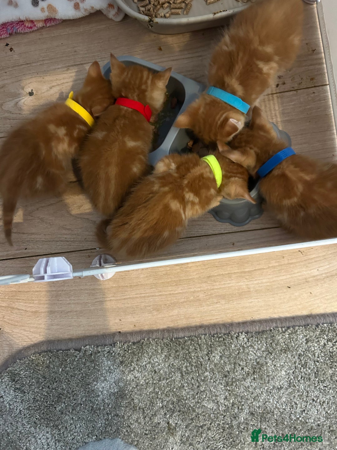 Mixed Breed cats for sale: Mixed breed Boys - Image 1