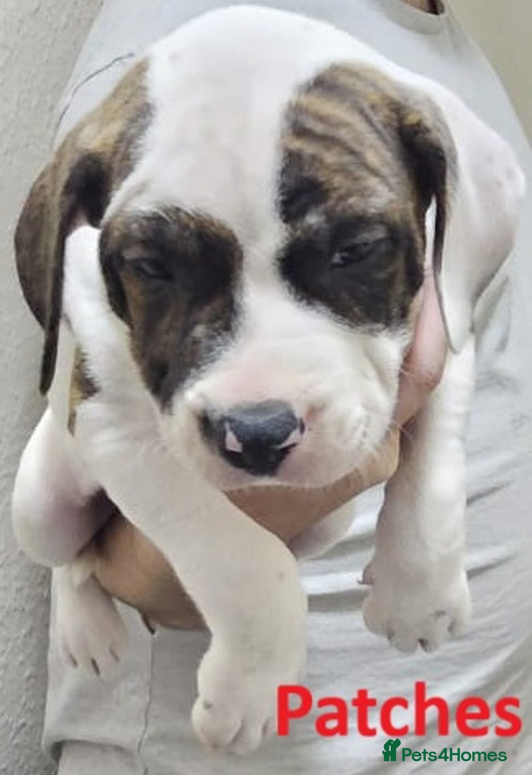 Mixed Breed dogs for sale: Confident & Well-Socialised Presa x Staffy Pups - Image 6