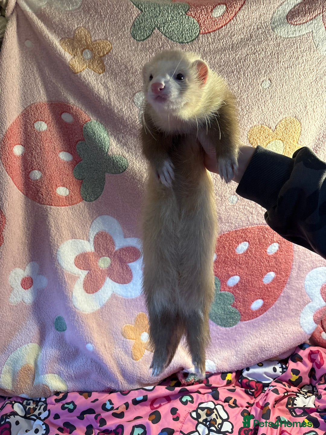 Ferret rodents for sale: Various ferret kits for sale - Advert 4