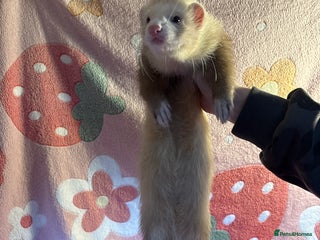 Ferret rodents Various ferret kits for sale - Advert 2