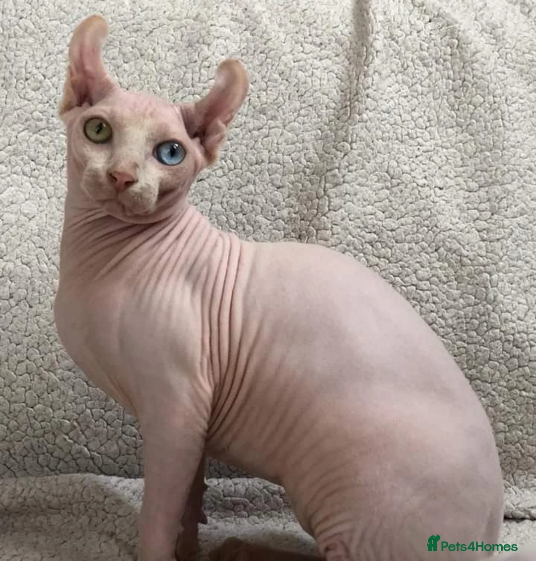 Sphynx cats for stud: Odd eyed white shpynx available elf ear . - Advert 2