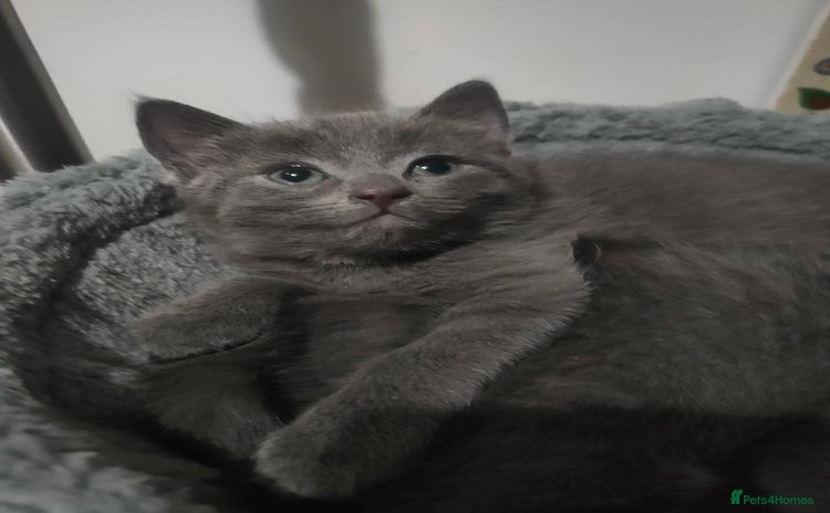 Mixed Breed cats Ragdoll X for sale  - Advert 12