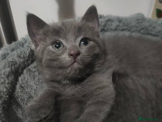 Mixed Breed cats Ragdoll X for sale - Advert 7