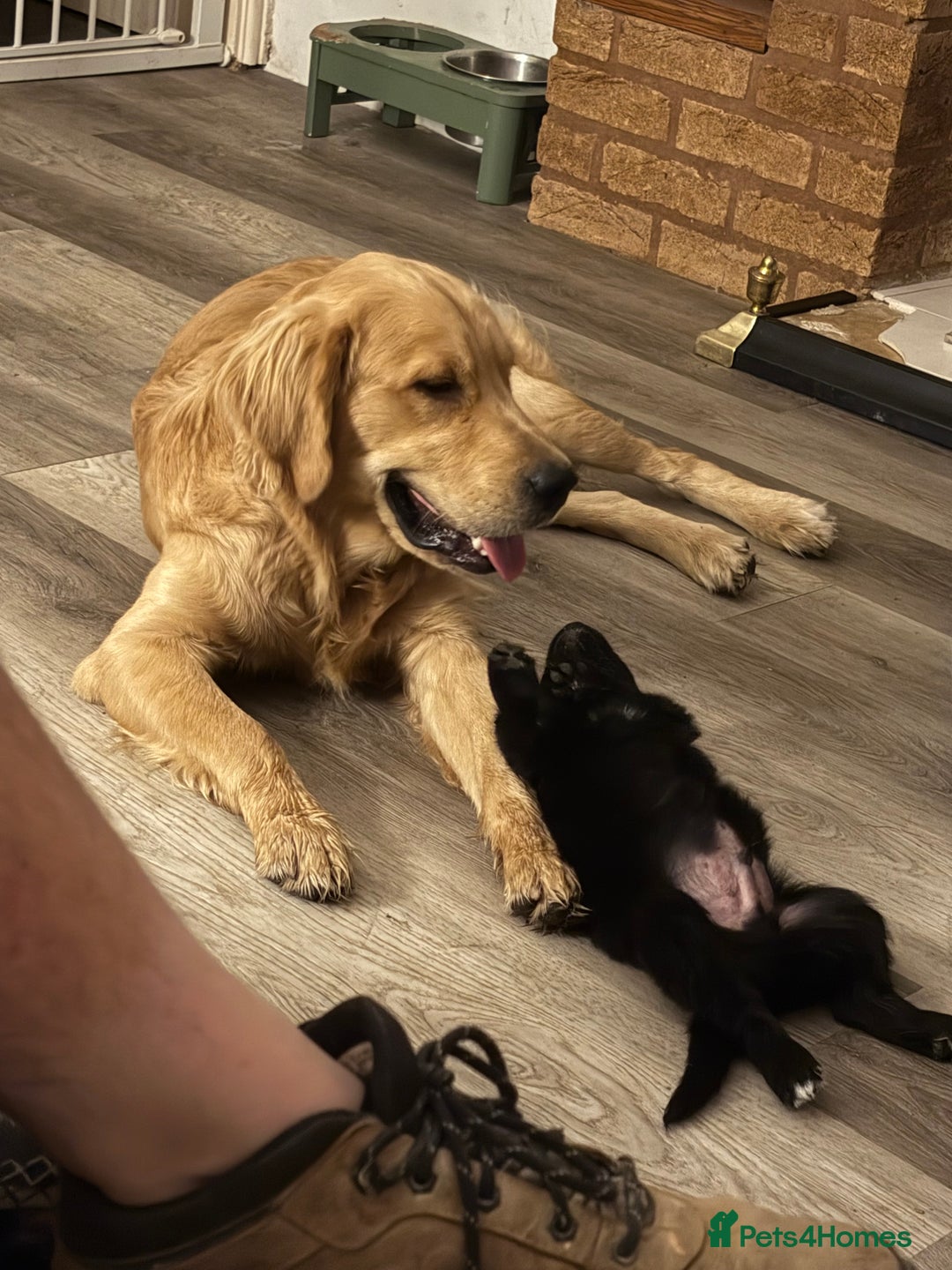 Mixed Breed dogs for sale: 5 Stunning Border Retrievers  - Image 19