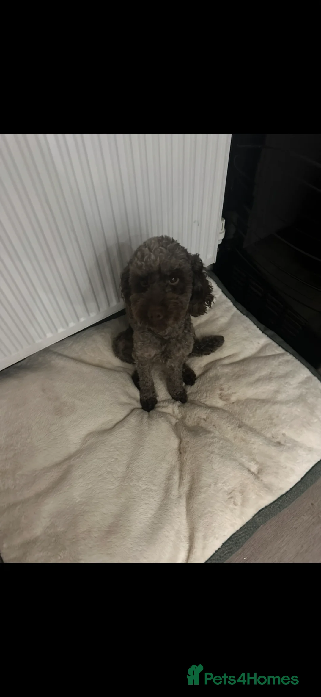 Cockapoo dogs for sale: F2b Cockapoo puppies for sale - Advert 18
