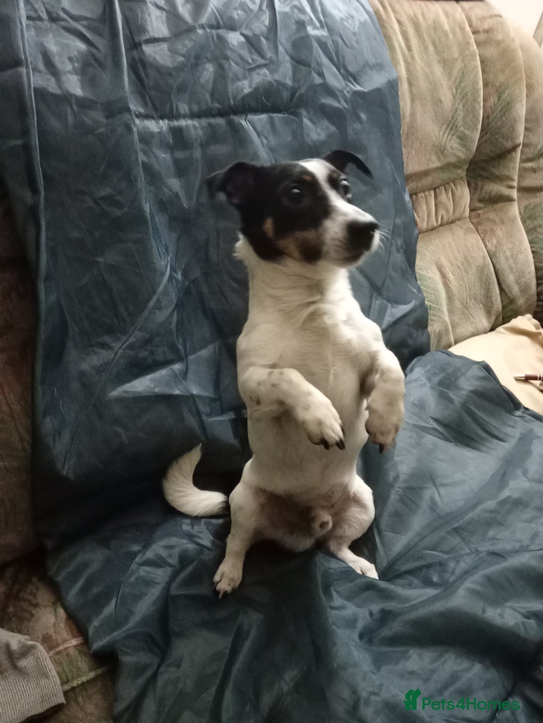 Jack Russell dogs for stud: Mr nipper thunderbolt knomes - Advert 1