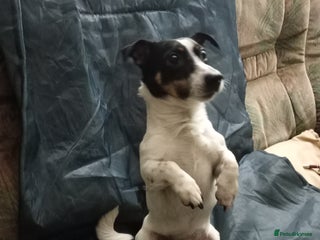 Jack Russell dogs Mr nipper thunderbolt knomes - Advert 1