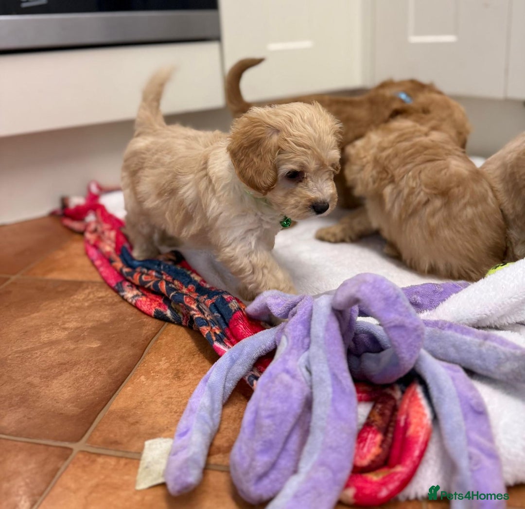 Cockapoo dogs for sale: Bred From Health Tested Parents - Advert 12