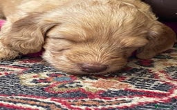 Labradoodle dogs for sale: Lily's Mini's - Multigen Mini Labradoodle Puppies - Image 3
