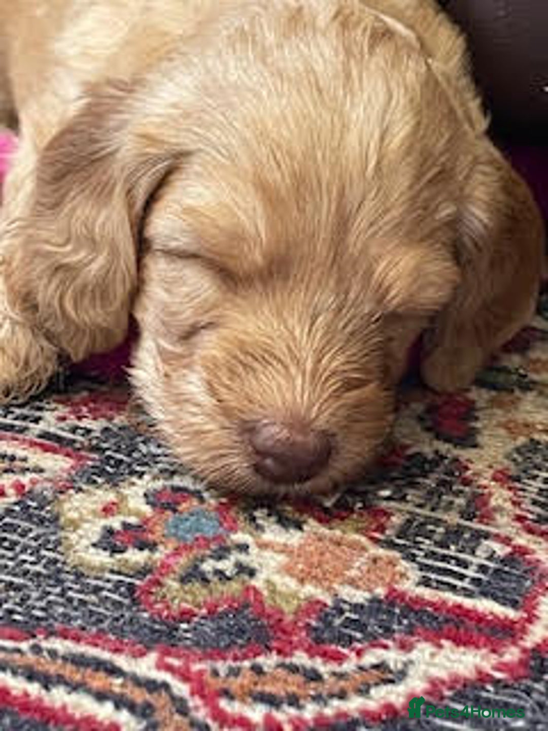 Labradoodle dogs for sale: Lily's Mini's - Multigen Mini Labradoodle Puppies - Image 3