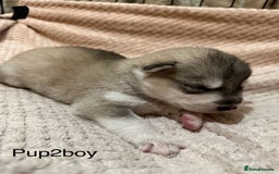 Utonagan dogs for sale: Siberian husky x malamute puppies - Image 12