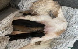 Shih Tzu dogs for sale: Shih Tzu puppies for sale  - Advert 8