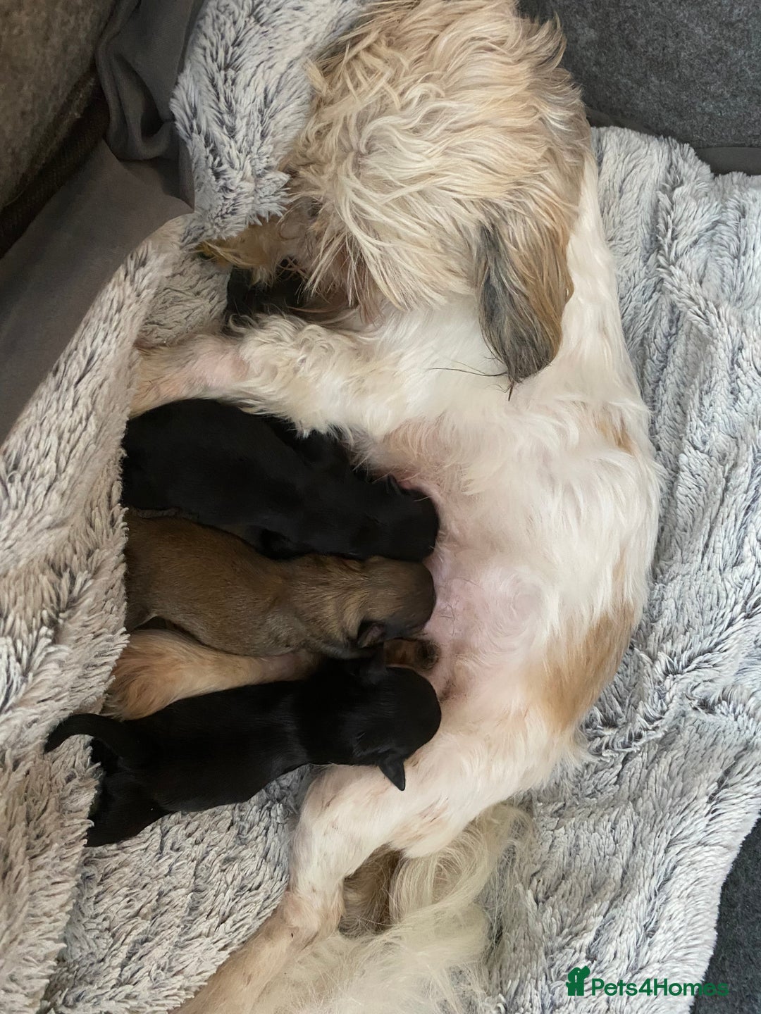 Shih Tzu dogs for sale: Shih Tzu puppies for sale  - Advert 8