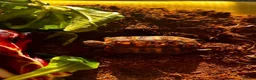 Hermann Tortoise reptiles for sale: Baby Herman Tortoise - Advert 5