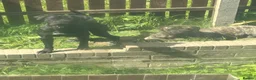 Cane Corso dogs for sale: Cane corso puppies  - Advert 2