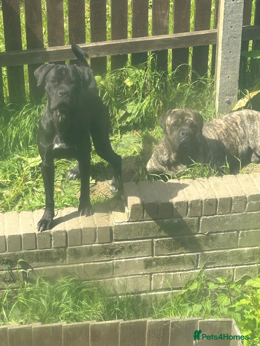 Cane Corso dogs for sale: Cane corso puppies  - Advert 2