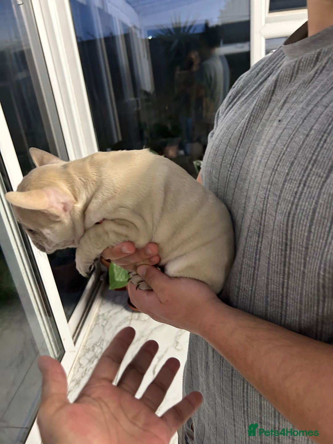 French Bulldog dogs for sale: 3 Extremely beautiful French bull terriers kc reg  - Advert 4