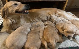 Golden Retriever dogs for sale: Beautiful KC Reg Golden Retriever Boy - Image 9
