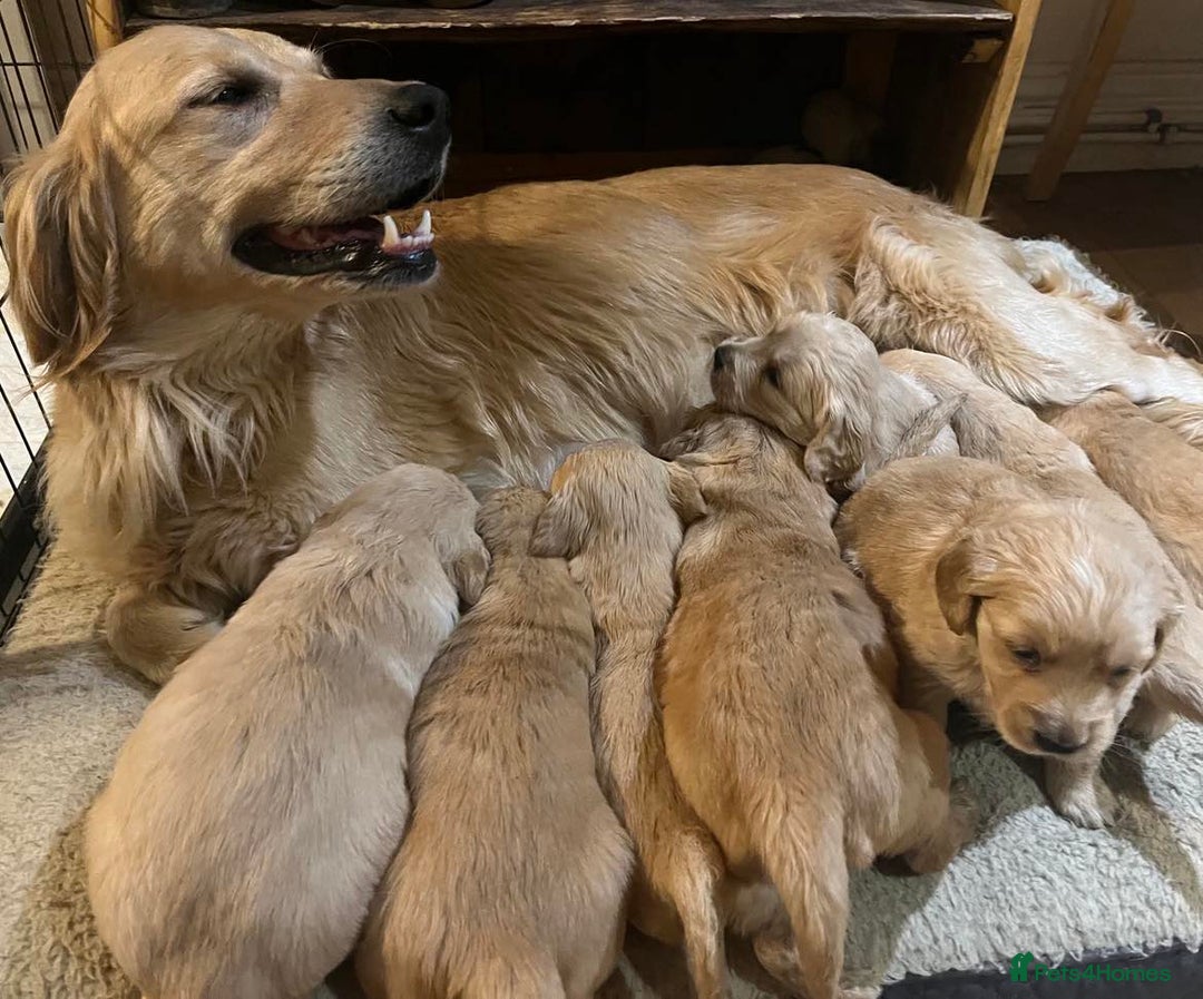 Golden Retriever dogs for sale: Beautiful KC Reg Golden Retriever Boy - Image 9