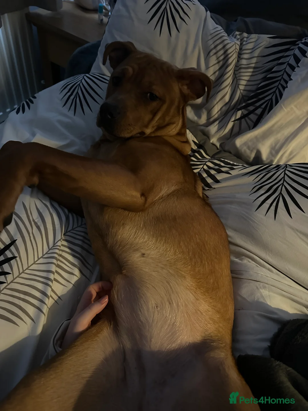 Mixed Breed dogs for sale: Cookie - Advert 3