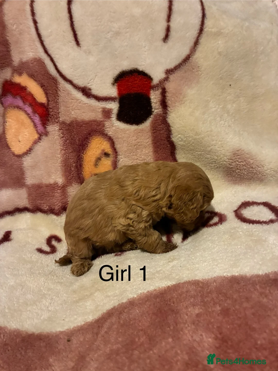 Cockapoo dogs for sale: Cockapoo puppy’s  - Advert 3