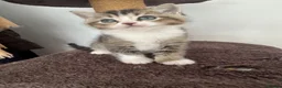 British Shorthair cats for sale: 🐱❤️ Beautiful Kittens Looking for Loving Homes! in Surbiton - Advert 10