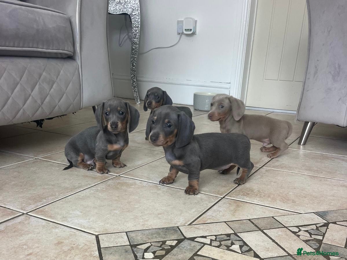 Miniature Dachshund dogs 💙Stunning last male 850💙 - Advert 2