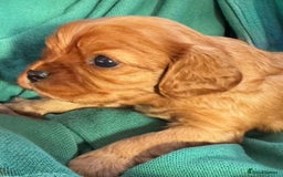 Cavalier King Charles Spaniel dogs for sale: Beautiful Cavalier Puppies - Fully health tested  - Image 22
